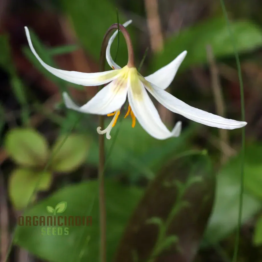 Erythronium Oregonum Seeds - Native Trout Lily Planting for Shade Gardens and Woodlands