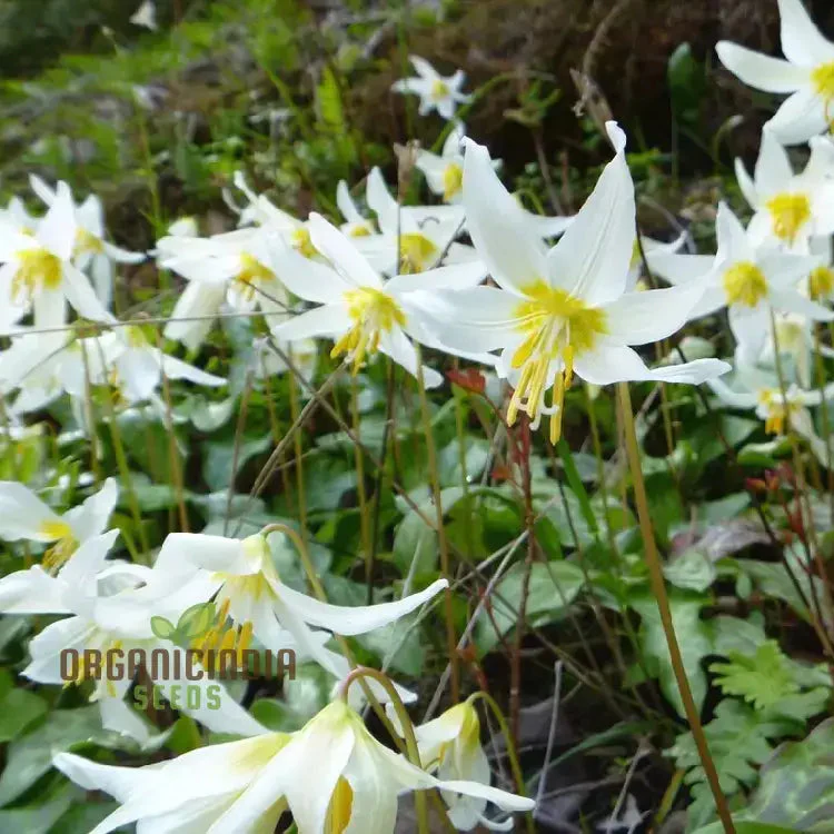 Erythronium Oregonum Seeds - Native Trout Lily Planting for Shade Gardens and Woodlands - Image 3