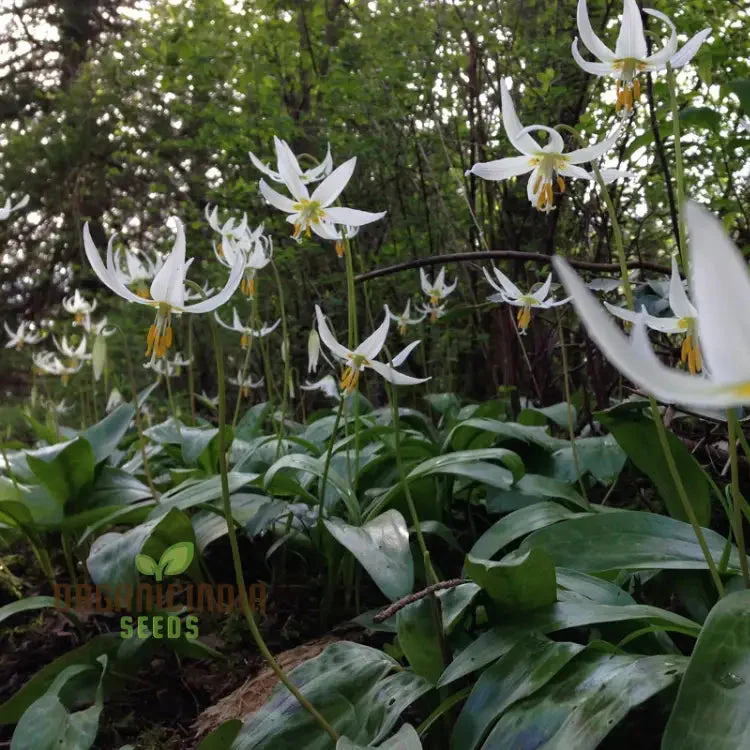 Erythronium Oregonum Seeds - Native Trout Lily Planting for Shade Gardens and Woodlands - Image 4