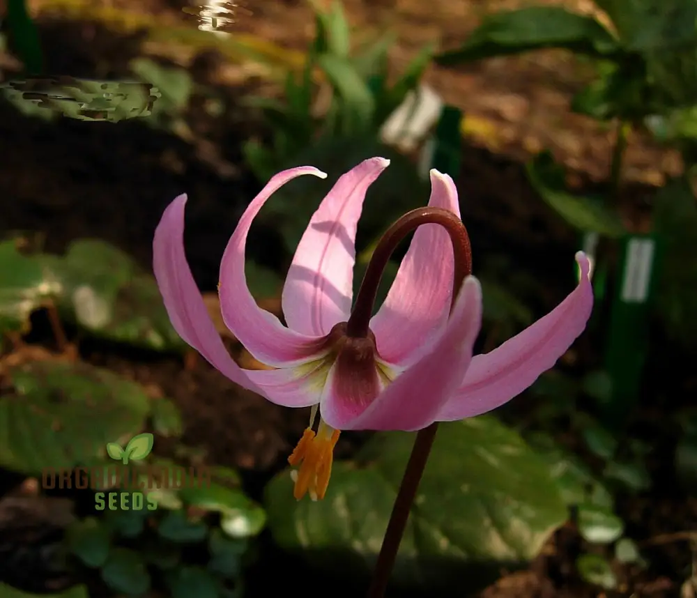 Erythronium Revolutum Seeds - Exquisite Pink Fawn Lily for Planting in Woodland Gardens - Image 3