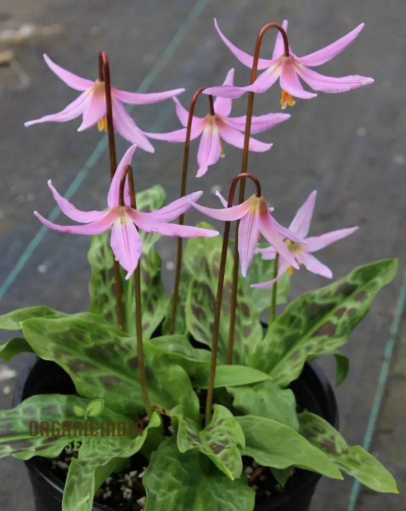 Erythronium Revolutum Seeds - Exquisite Pink Fawn Lily for Planting in Woodland Gardens - Image 4