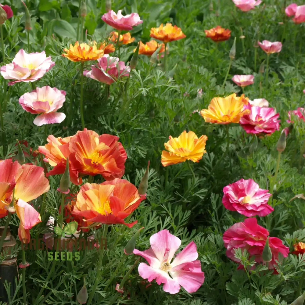Eschscholtzia Jelly Beans Seeds For planting: Vibrant Gardening Delights for Your Botanical Oasis
