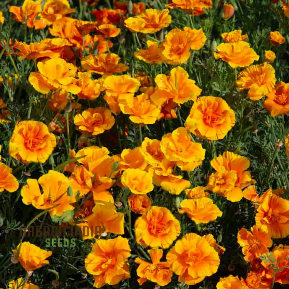 Eschscholtzia Lady Marmalade Flower Seeds For Planting: Exquisite Blooms for Your Garden Oasis | Premium Seeds & Plants
