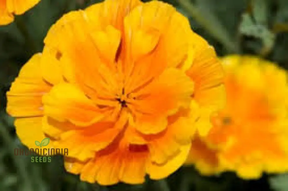 Eschscholtzia Lady Marmalade Flower Seeds For Planting: Exquisite Blooms for Your Garden Oasis | Premium Seeds & Plants - Image 3
