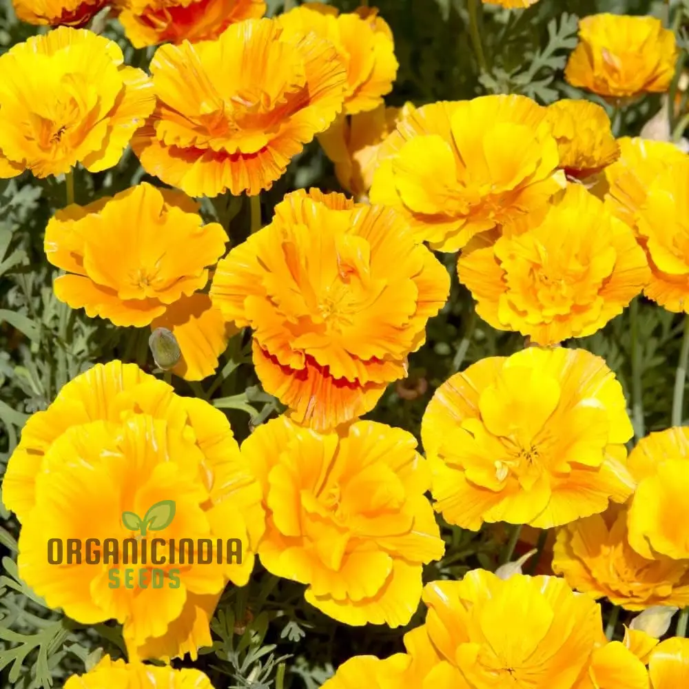 Eschscholtzia Lady Marmalade Flower Seeds For Planting: Exquisite Blooms for Your Garden Oasis | Premium Seeds & Plants - Image 4