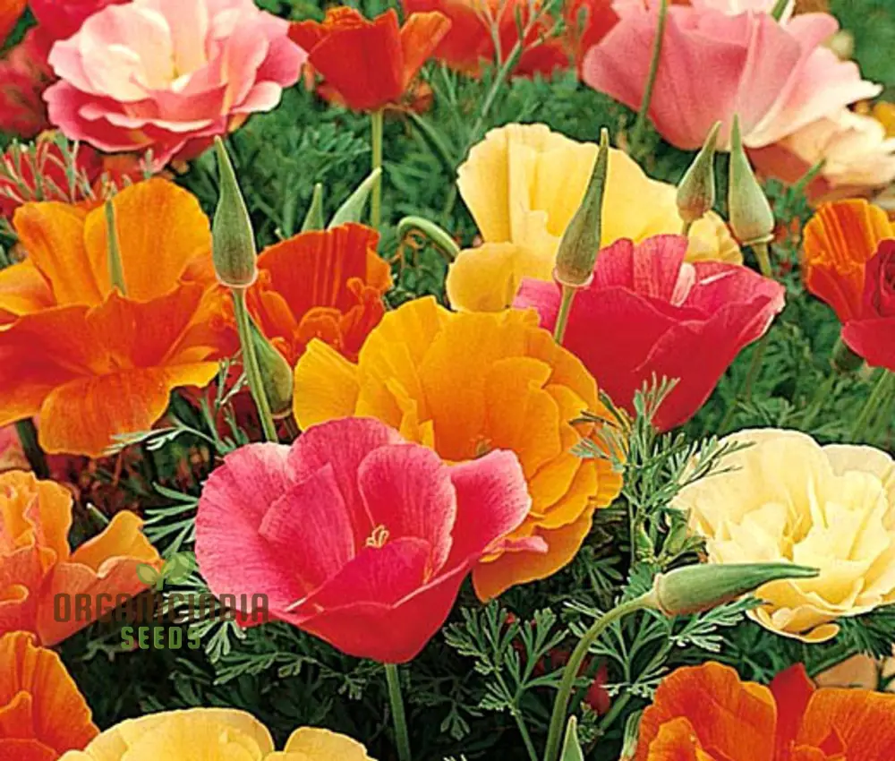 Eschscholtzia Mission Bells Flower Seeds For Planting: Exquisite Californian Poppy Seeds for Vibrant Garden Blooms and Serene Outdoor Spaces
