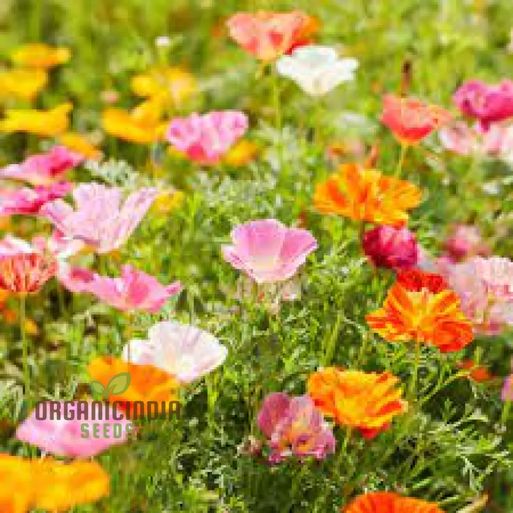 Eschscholtzia Mission Bells Flower Seeds For Planting: Exquisite Californian Poppy Seeds for Vibrant Garden Blooms and Serene Outdoor Spaces - Image 3
