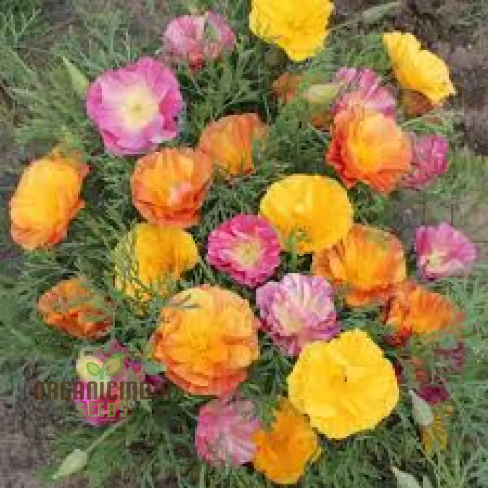 Eschscholtzia Mission Bells Flower Seeds For Planting: Exquisite Californian Poppy Seeds for Vibrant Garden Blooms and Serene Outdoor Spaces - Image 4