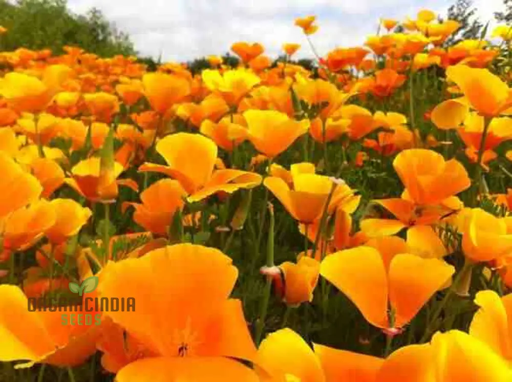 Eschscholtzia Orange King Flower Seeds For Planting: Vibrant Blooms for Your Garden Sanctuary - Premium Seeds