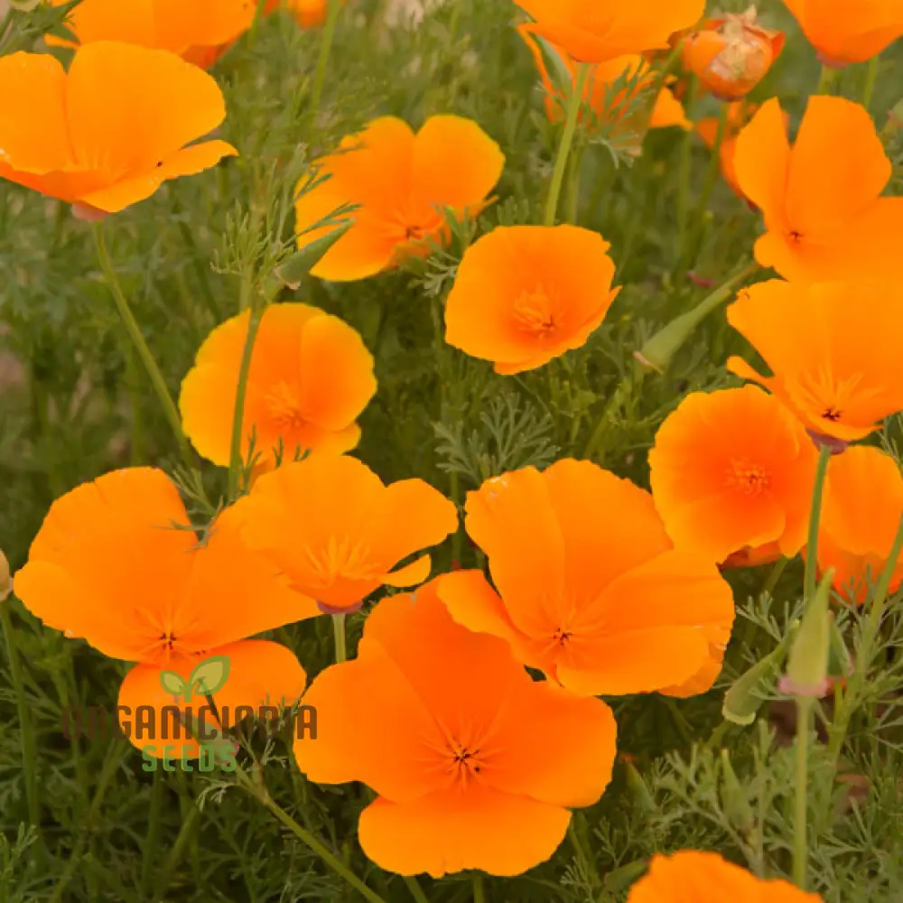 Eschscholtzia Orange King Flower Seeds For Planting: Vibrant Blooms for Your Garden Sanctuary - Premium Seeds - Image 3