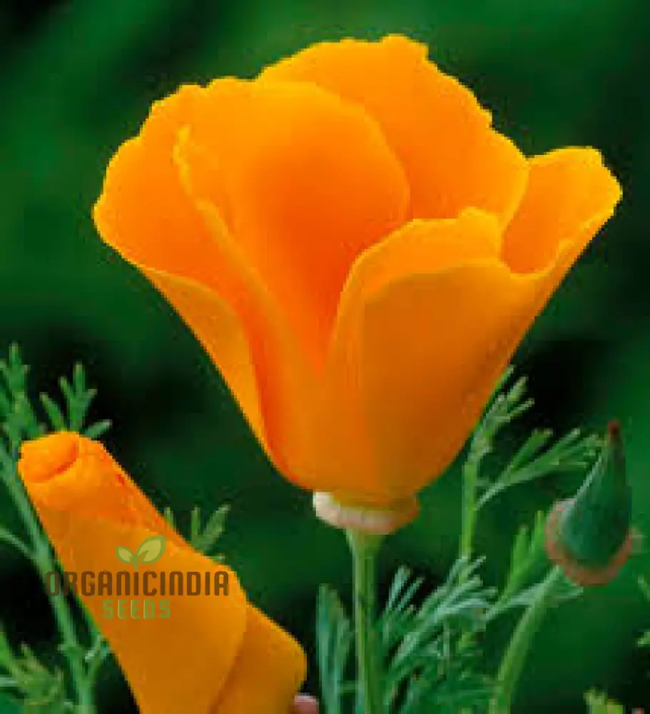 Eschscholtzia Orange King Flower Seeds For Planting: Vibrant Blooms for Your Garden Sanctuary - Premium Seeds - Image 4