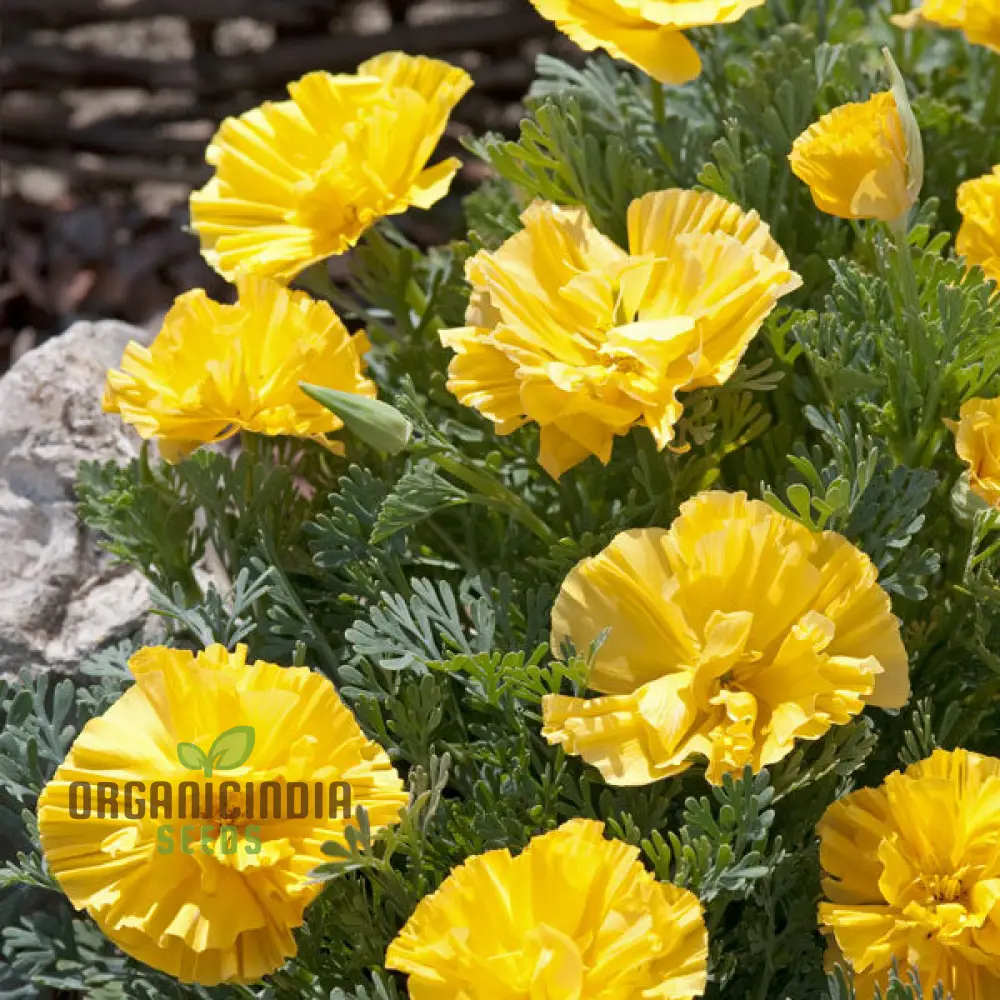 Eschscholtzia Yellow Seeds For Planting: Vibrant Blooms for Bountiful Gardens - Premium Californian Poppy Seeds