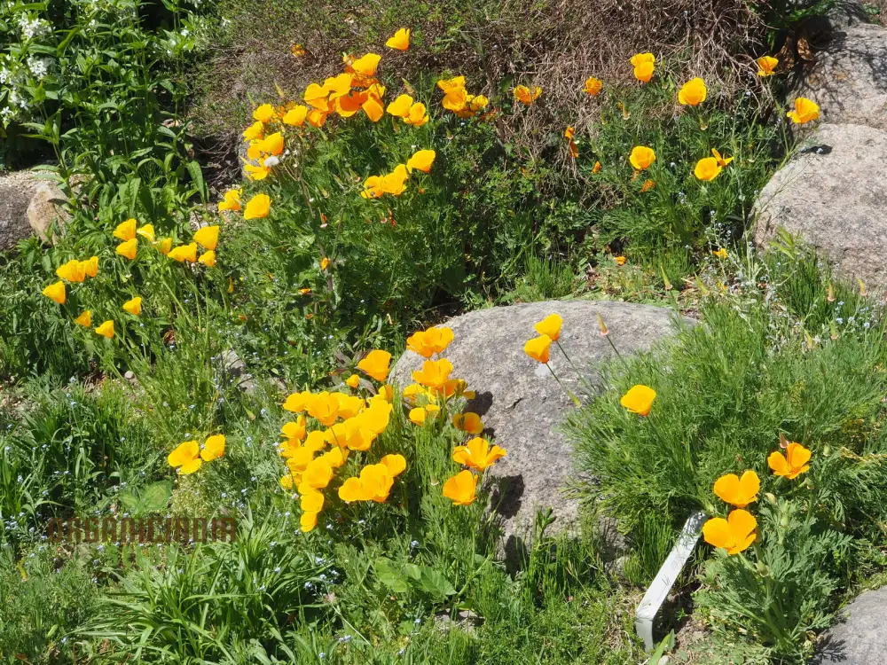Eschscholtzia Yellow Seeds For Planting: Vibrant Blooms for Bountiful Gardens - Premium Californian Poppy Seeds - Image 3