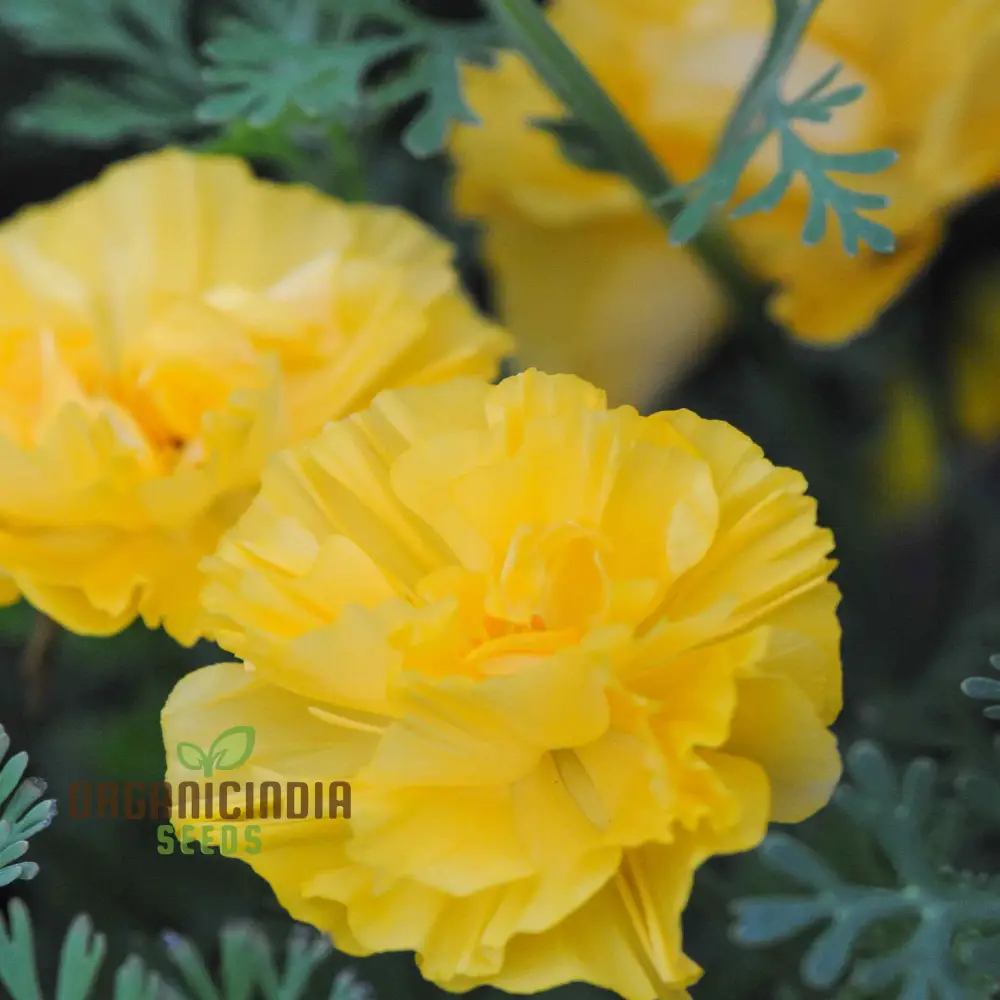 Eschscholtzia Yellow Seeds For Planting: Vibrant Blooms for Bountiful Gardens - Premium Californian Poppy Seeds - Image 4