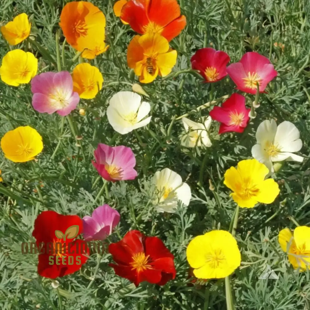 Eschscholzia Mixed (California Poppy) Flower Seeds - Bright and Cheerful Blooms for Your Garden - Image 3