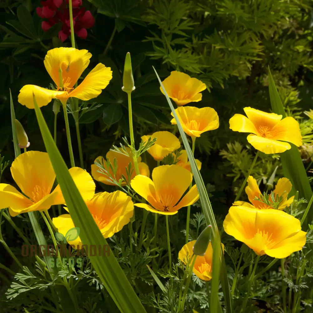 Eschscholzia Mixed (California Poppy) Flower Seeds - Bright and Cheerful Blooms for Your Garden - Image 4