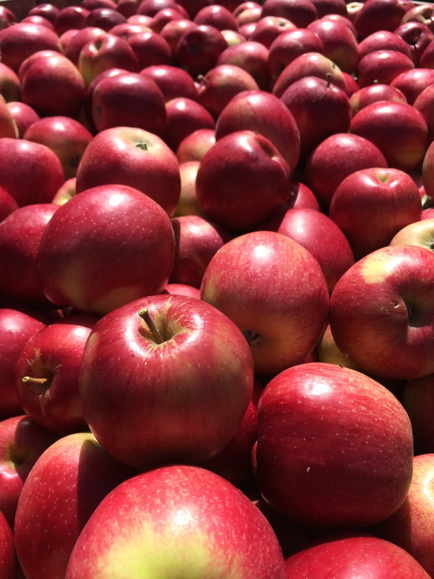 Esopus Spitzenburg Apple Seeds for Planting – Soft, Juicy & Slow to Brown Heirloom Apples - Image 3