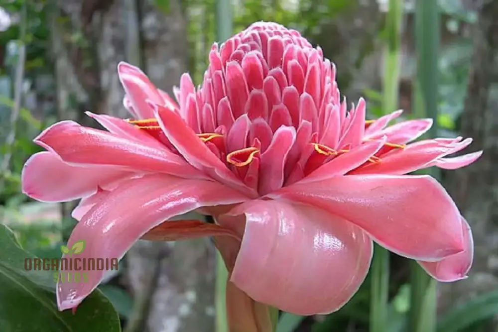 Etlingera Elatior 'Pink' Seeds - Exotic Planting Variety for Your Garden