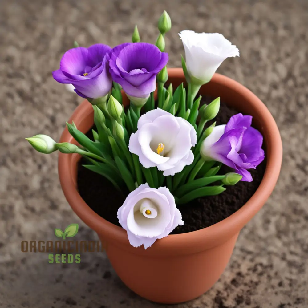 Eustoma Flower Seeds, Bulk Eustoma Seeds for Planting - Elevate Your Garden with Stunning Blooms - Perfect for Gardening Enthusiasts