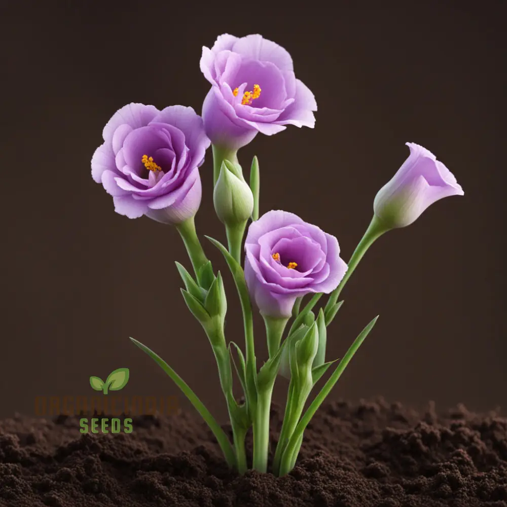 Eustoma Flower Seeds, Bulk Eustoma Seeds for Planting - Elevate Your Garden with Stunning Blooms - Perfect for Gardening Enthusiasts - Image 4