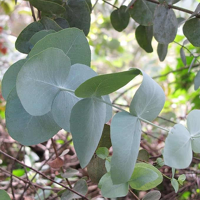 Eucalyptus Cinerea Seeds - Silver Dollar Eucalyptus, Fast-Growing, Drought-Tolerant with Unique Silvery-Blue Leaves for Gardens & Landscapes - 25 Pcs - Image 2