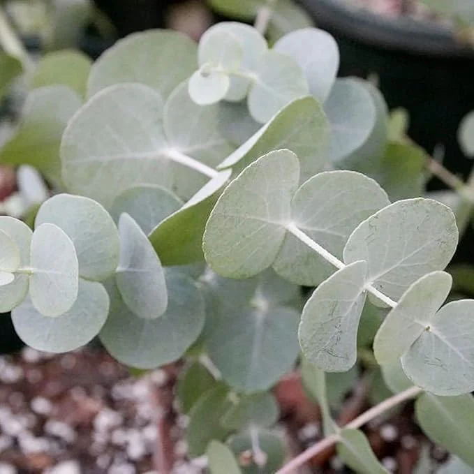 Eucalyptus Cinerea Seeds - Silver Dollar Eucalyptus, Fast-Growing, Drought-Tolerant with Unique Silvery-Blue Leaves for Gardens & Landscapes - 25 Pcs - Image 3