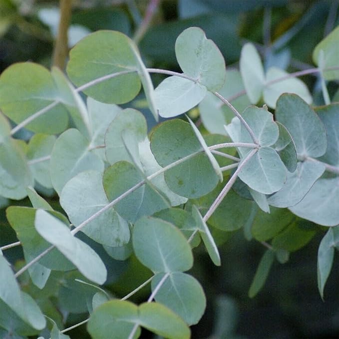 Eucalyptus Cinerea Seeds - Silver Dollar Eucalyptus, Fast-Growing, Drought-Tolerant with Unique Silvery-Blue Leaves for Gardens & Landscapes - 25 Pcs - Image 4