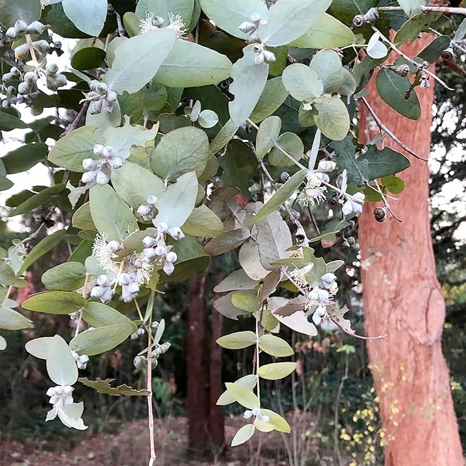 Eucalyptus Cinerea Seeds - Silver Dollar Eucalyptus, Fast-Growing, Drought-Tolerant with Unique Silvery-Blue Leaves for Gardens & Landscapes - 25 Pcs - Image 5