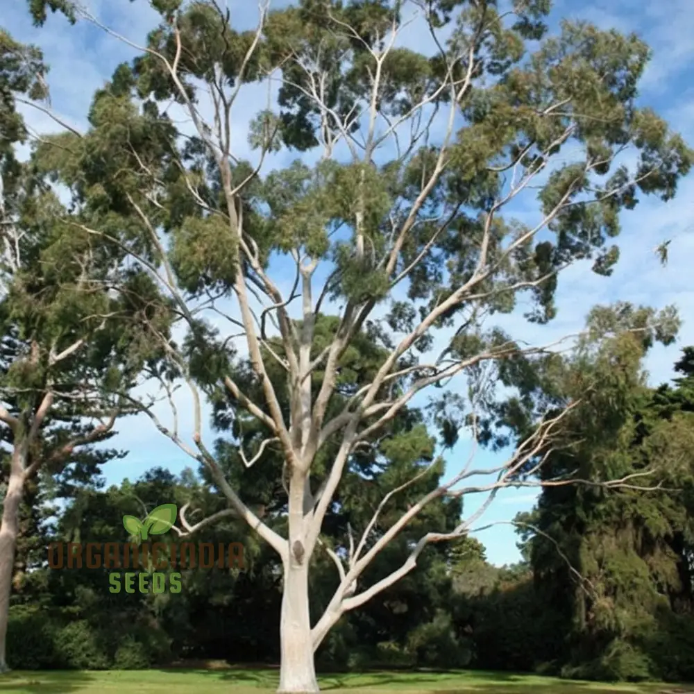 Eucalyptus Citriodora Tree Flower Seeds - Buy Premium Flower Seeds for Planting and Gardening Online Now