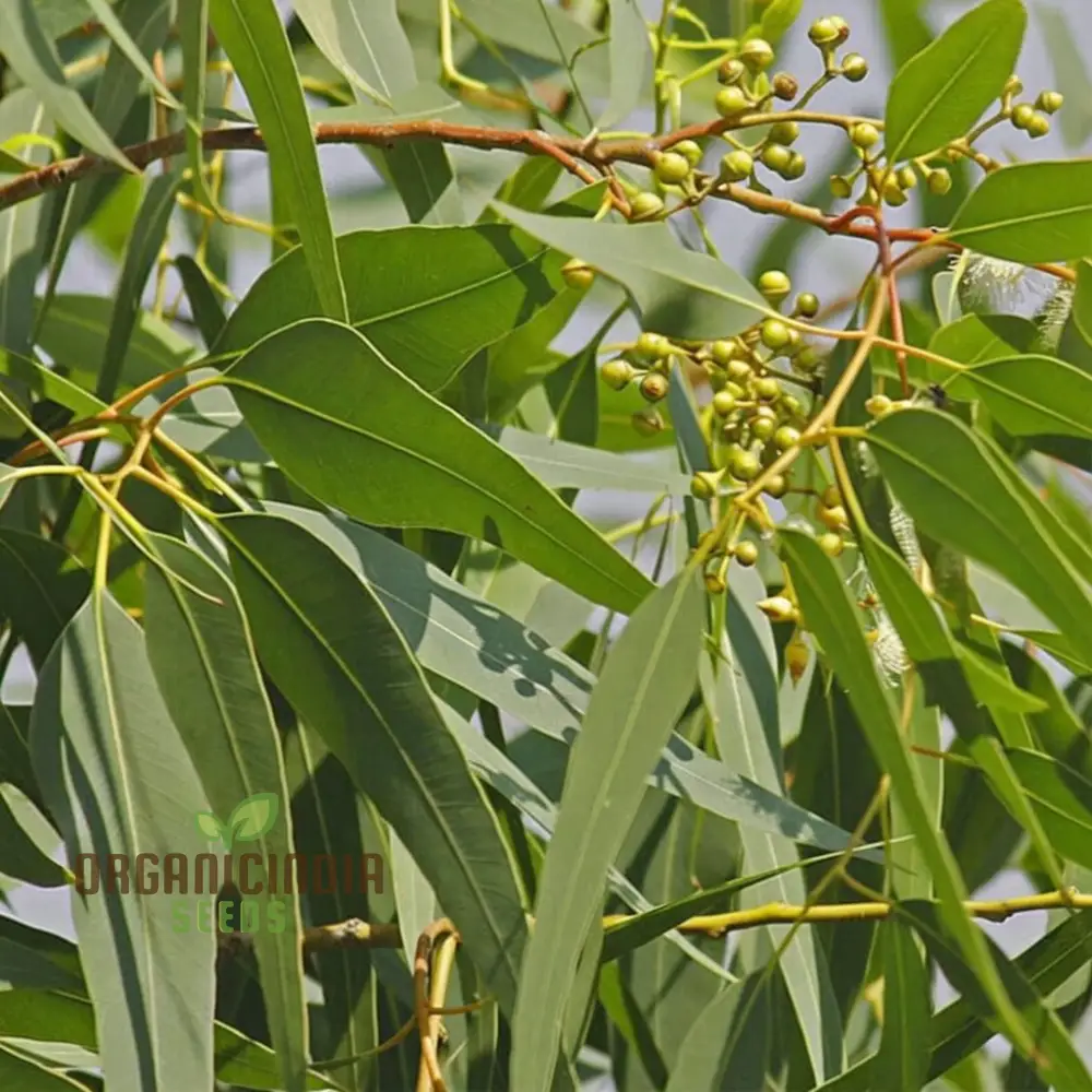 Eucalyptus Citriodora Tree Flower Seeds - Buy Premium Flower Seeds for Planting and Gardening Online Now - Image 2