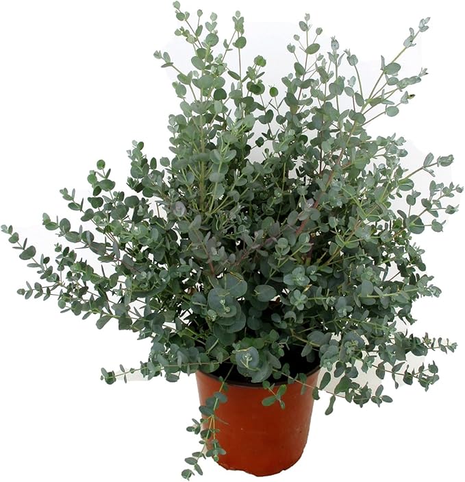 Eucalyptus Gunnii Seeds - Perennial Silver Dollar Tree, Great for Bonsai & Landscaping, Evergreen Ornamental for House & Garden - 20 Pcs - Image 2