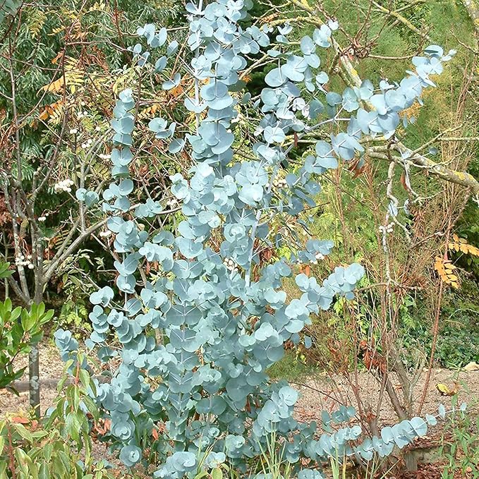 Eucalyptus Gunnii Seeds - Perennial Silver Dollar Tree, Great for Bonsai & Landscaping, Evergreen Ornamental for House & Garden - 20 Pcs - Image 5