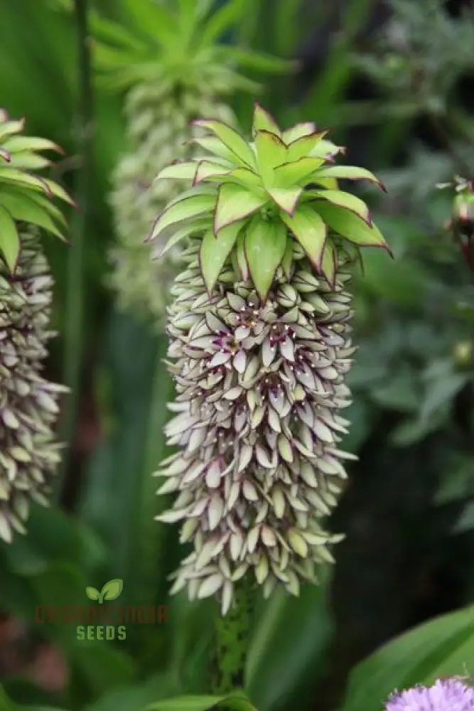 Eucomis Bicolor Seeds - Expert Planting Guide for Bicolor Pineapple Lily Blooms