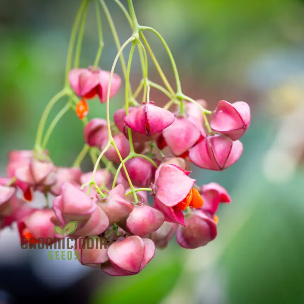 Euonymus Planipes Seeds – Hardy Ornamental Shrub for Landscaping