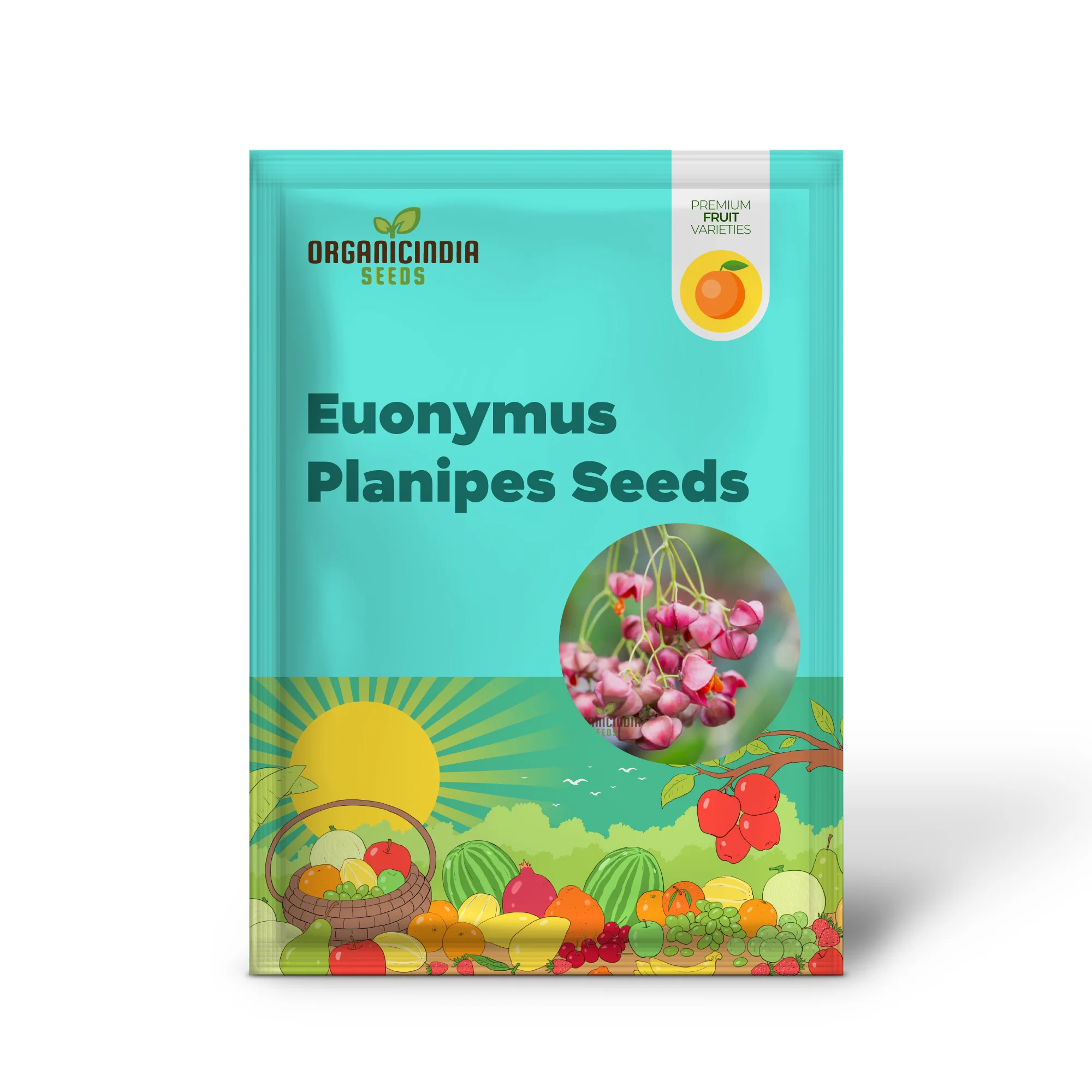 Euonymus Planipes Seeds – Hardy Ornamental Shrub for Landscaping - Image 2