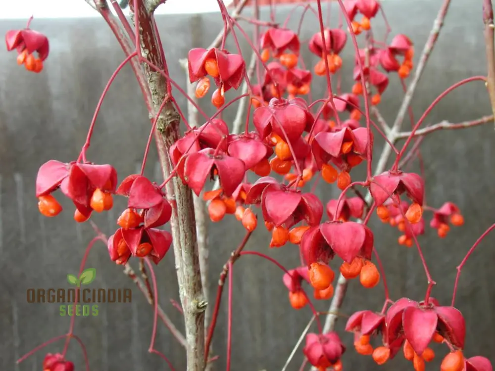 Euonymus Planipes Seeds – Hardy Ornamental Shrub for Landscaping - Image 3