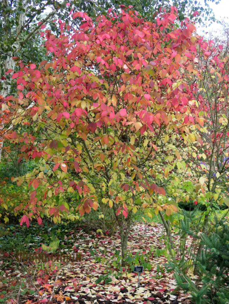 Euonymus Planipes Seeds – Hardy Ornamental Shrub for Landscaping - Image 4