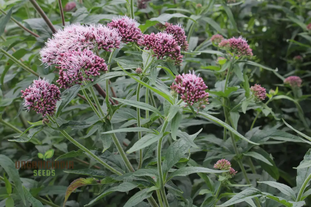 Purple Boneset Seeds for Planting,Easy to Grow Perennial Seeds