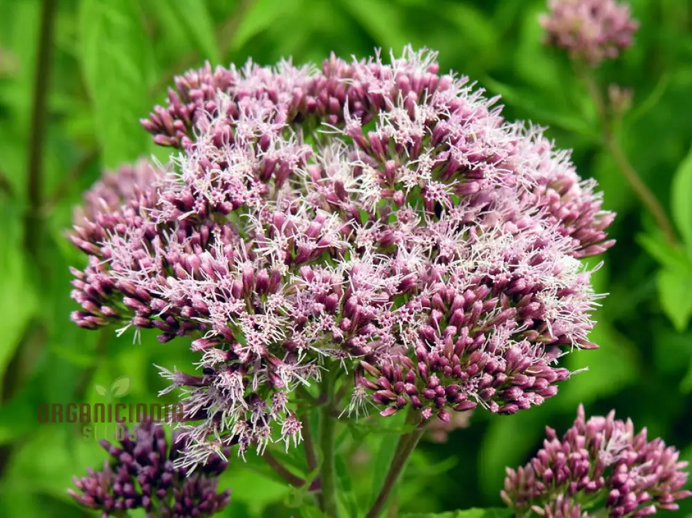 Purple Boneset Seeds for Planting,Easy to Grow Perennial Seeds - Image 3