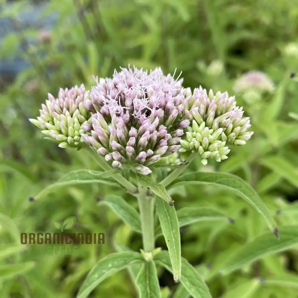 Purple Boneset Seeds for Planting,Easy to Grow Perennial Seeds - Image 4