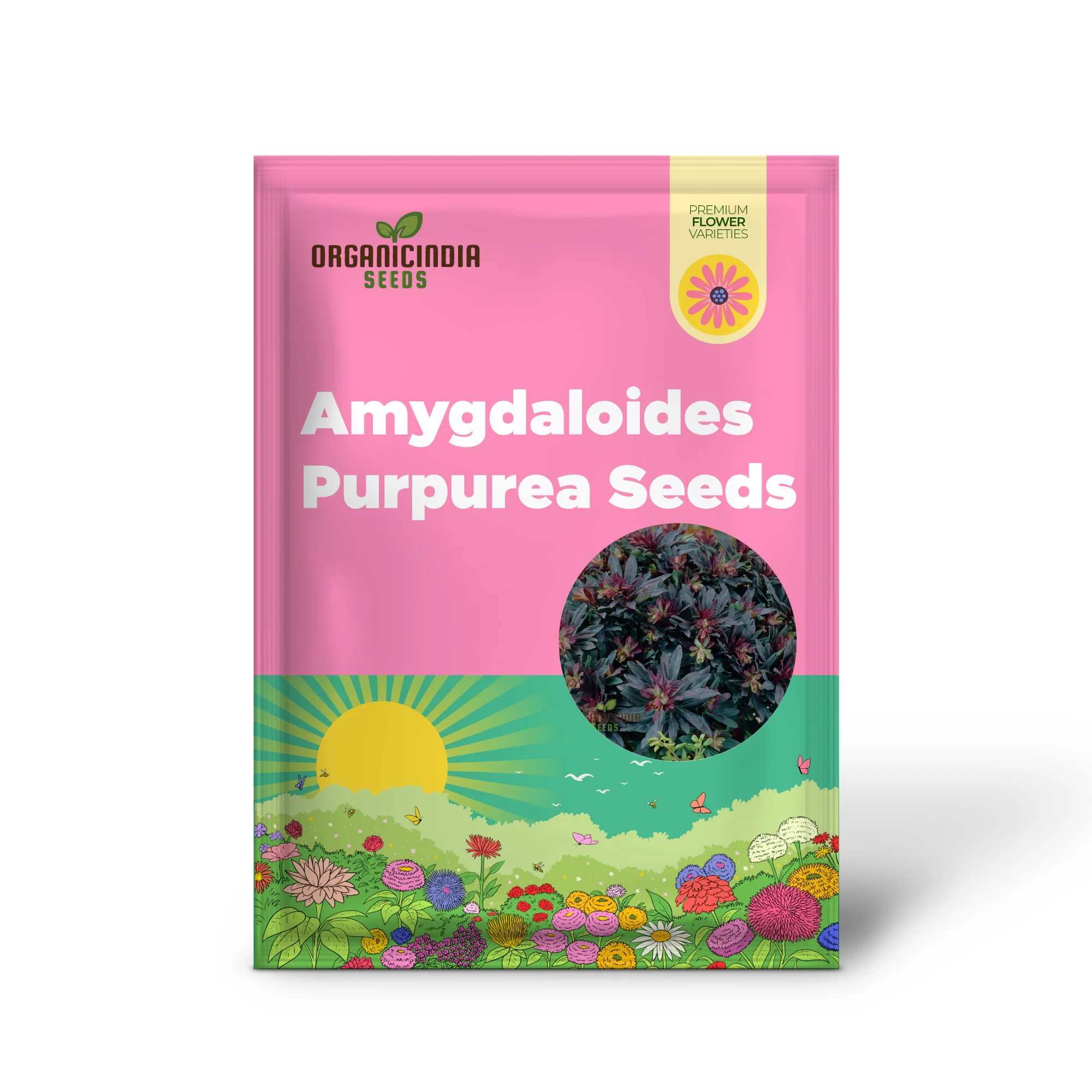Euphorbia Seeds (Euphorbia Amygdaloides Purpurea Seeds) - Hardy Perennial for Gardens & Landscapes - Image 2