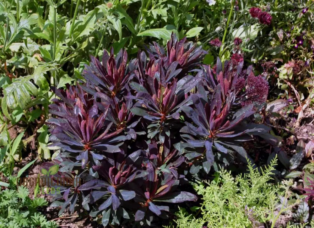 Euphorbia Seeds (Euphorbia Amygdaloides Purpurea Seeds) - Hardy Perennial for Gardens & Landscapes - Image 3