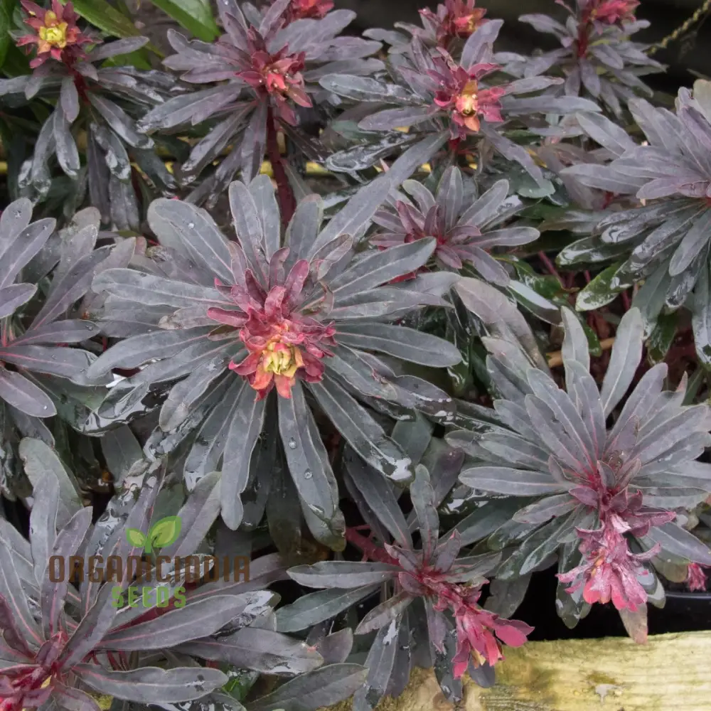 Euphorbia Seeds (Euphorbia Amygdaloides Purpurea Seeds) - Hardy Perennial for Gardens & Landscapes - Image 4