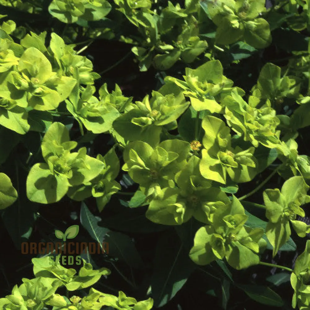 Euphorbia Cognata Seeds for Planting, Hardy Perennial Variety with Unique Foliage