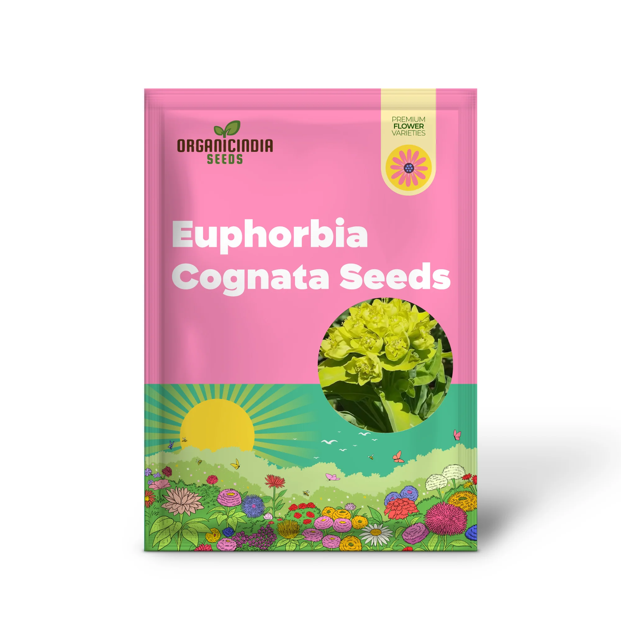 Euphorbia Cognata Seeds for Planting, Hardy Perennial Variety with Unique Foliage - Image 2