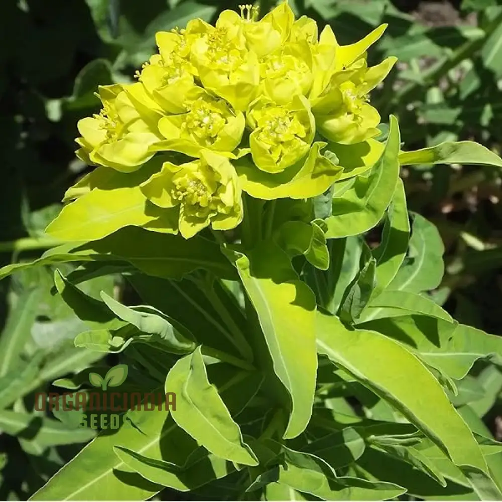 Euphorbia Cognata Seeds for Planting, Hardy Perennial Variety with Unique Foliage - Image 3