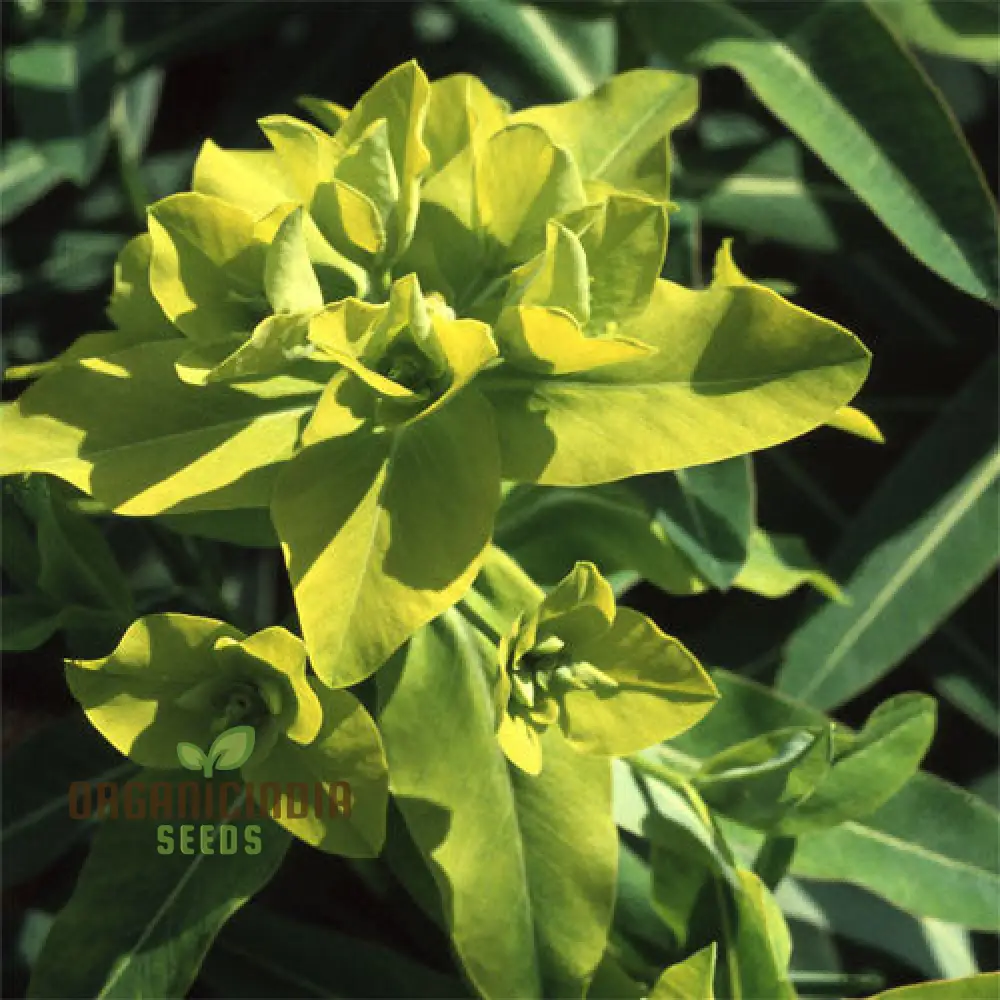 Euphorbia Cognata Seeds for Planting, Hardy Perennial Variety with Unique Foliage - Image 4