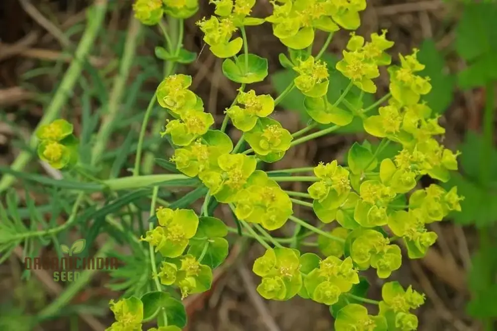 Euphorbia Cyparissias Seeds for Planting - Perfect for Your Garden, Long-lasting and Easy to Grow
