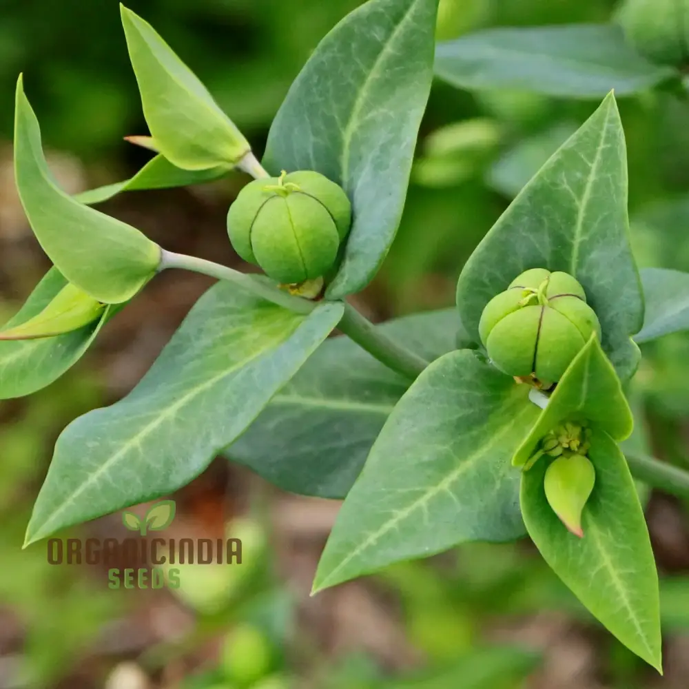 Euphorbia Lathyris Seeds for Planting â€“ Ideal for Lengthy Gardens and Landscaping Projects