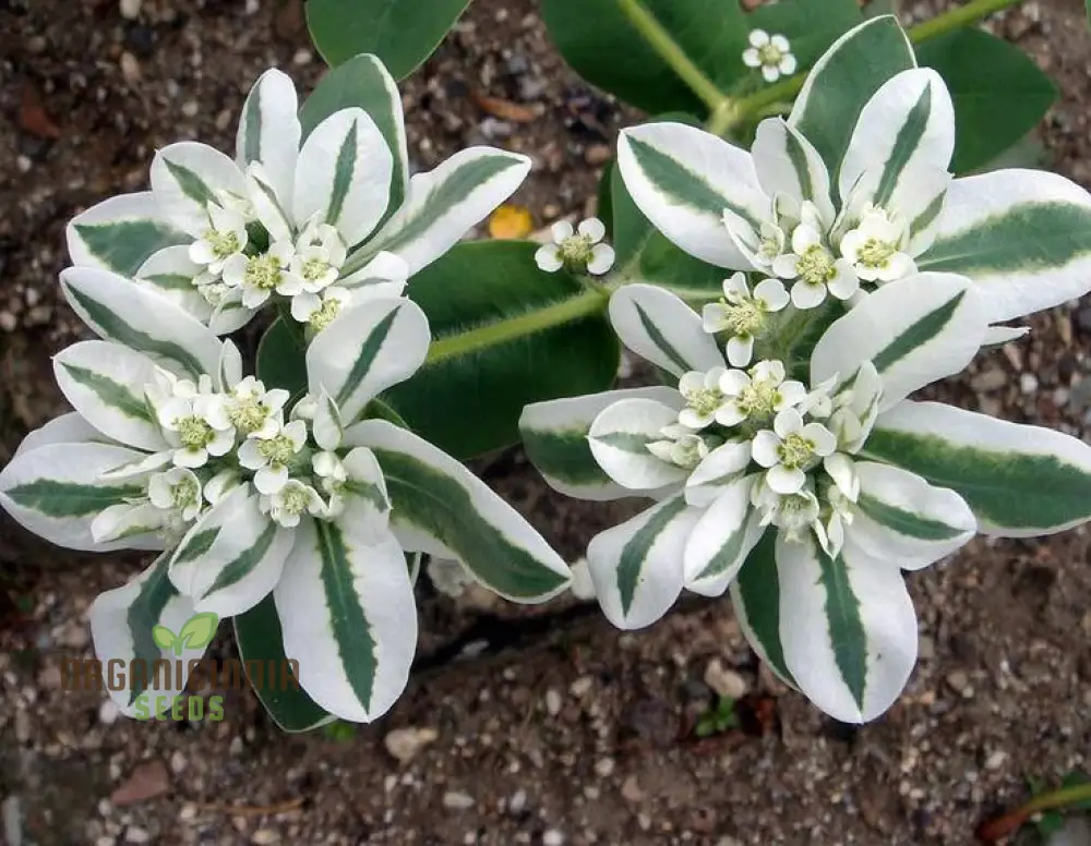 Euphorbia Marginata 'Kilimanjaro' Seeds - Hardy Annual for Planting in Borders and Containers